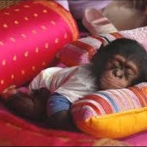 Meet your Posher, Fayaz